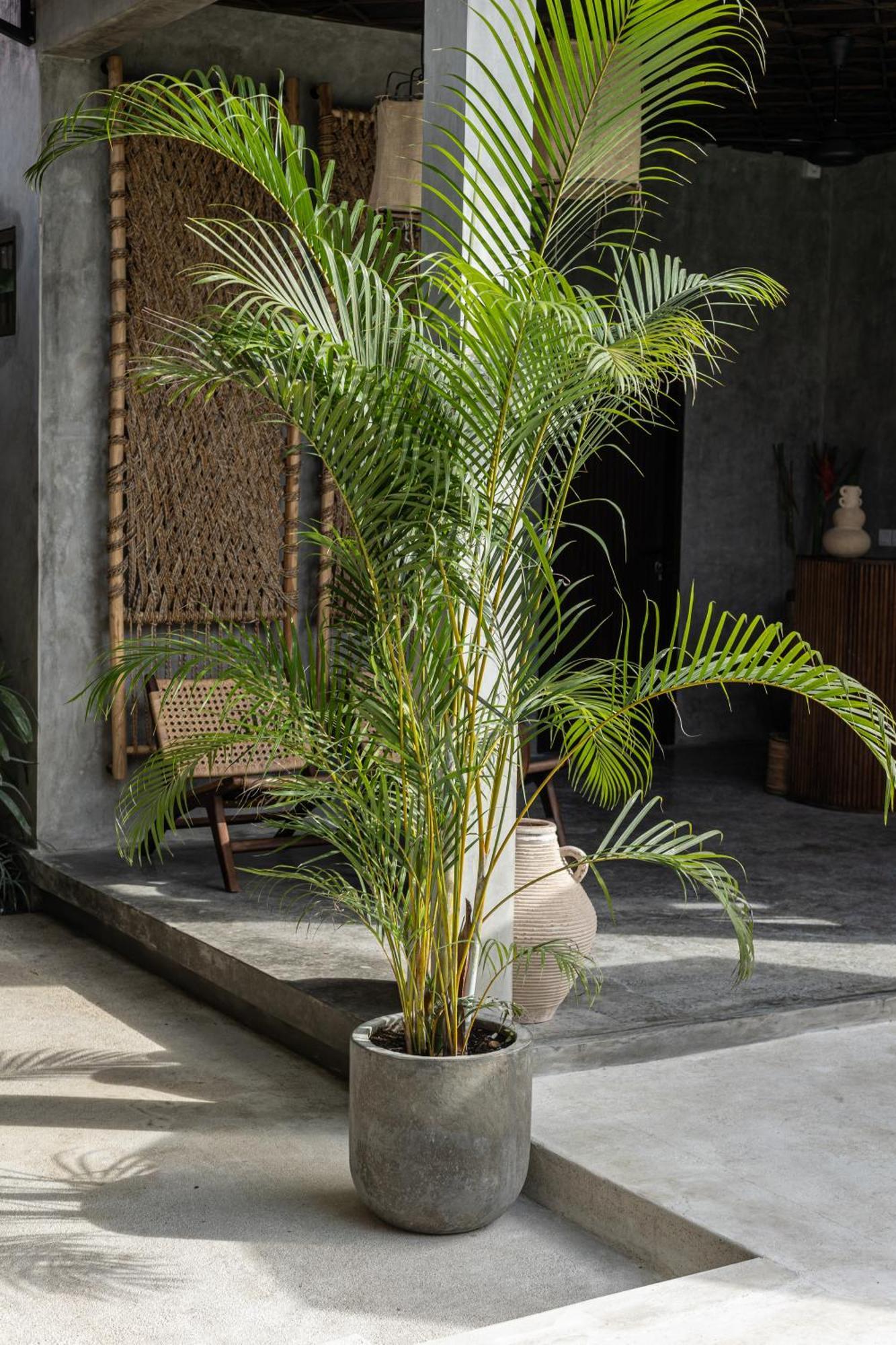 Kano Twin Canggu  Exterior photo